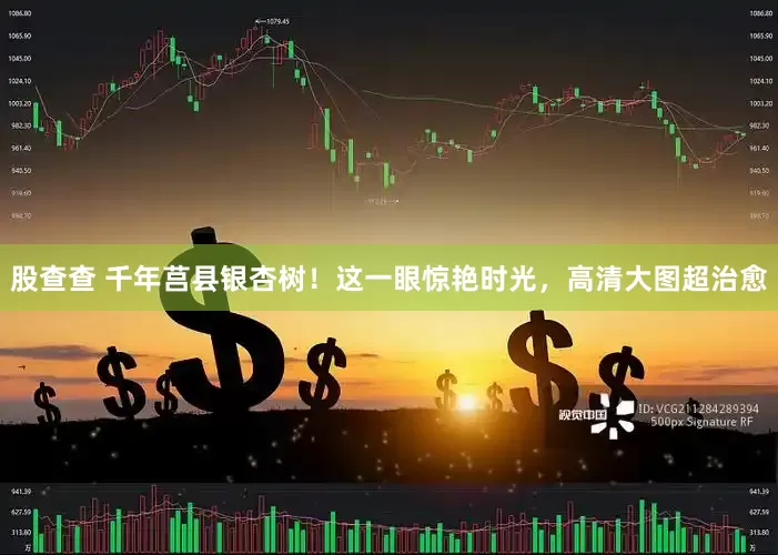 股查查 千年莒县银杏树！这一眼惊艳时光，高清大图超治愈